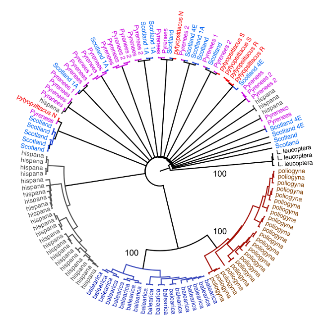 Phylogeny of the Western Palearctic crossbills.