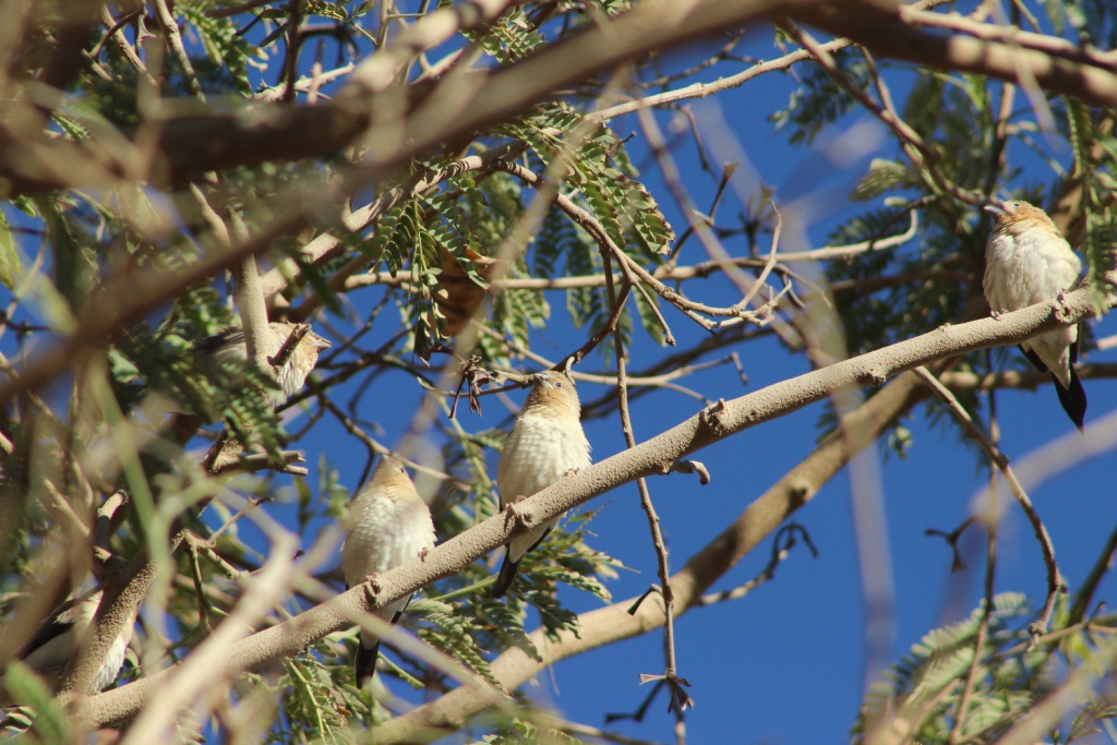 African Silverbills / Capucin bec-d’argent (Euodice cantans), Tamanrasset, southern Algeria, 15 Dec. 2018 (photo by KL).