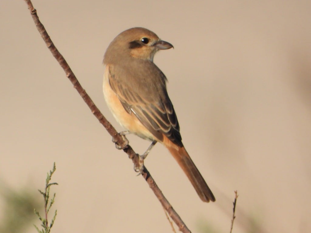 Isabelline Shrike (Lanius isabellinus), Tamri estuary, southern Morocco, 2 Jan. 2019 (Paul van der Poel).
