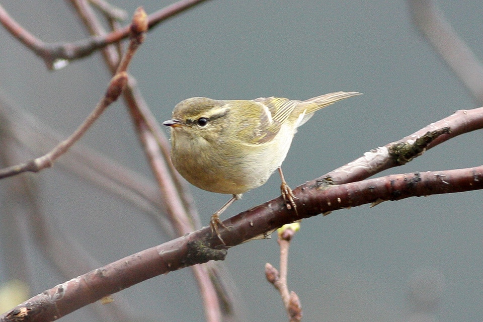Hume's Leaf Warbler (Phylloscopus humei), Taibai Shan, Central China (Ron Knigh)