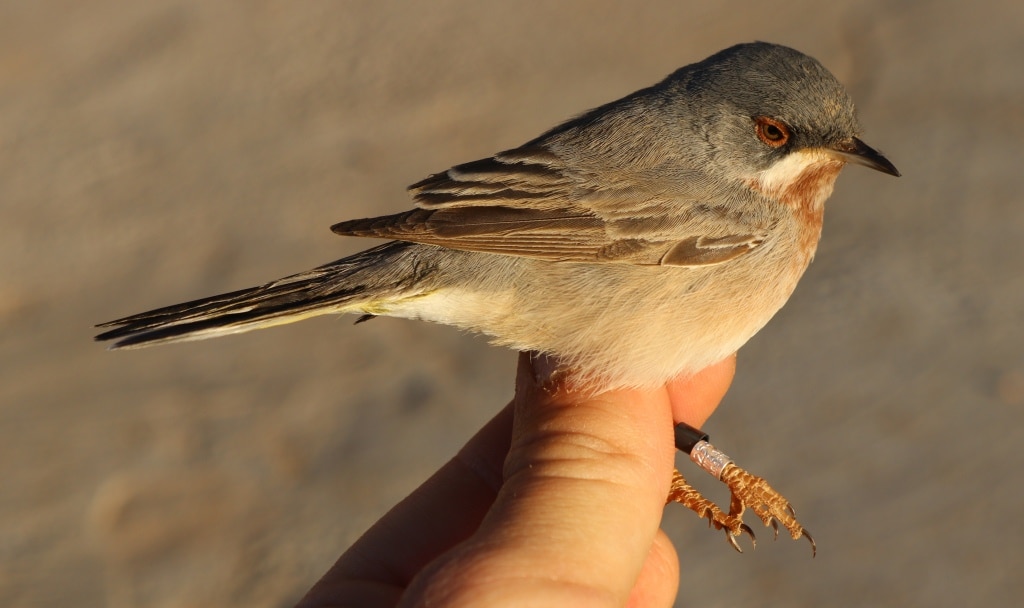 Eastern Subalpine Warbler (Sylvia cantillans albistriata), Merzouga, Morocco (Marc Illa)