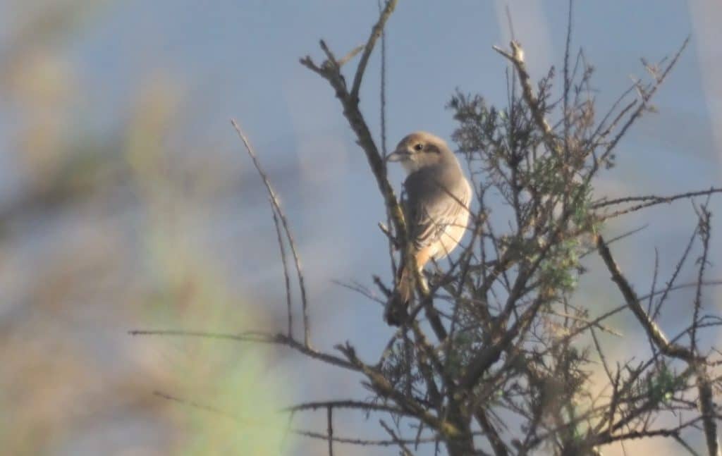 Isabelline Shrike / Pie-grièche isabelle (Lanius isabellinus), Tamri estuary, Morocco, 29 Dec. 2018 (S. Werner).
