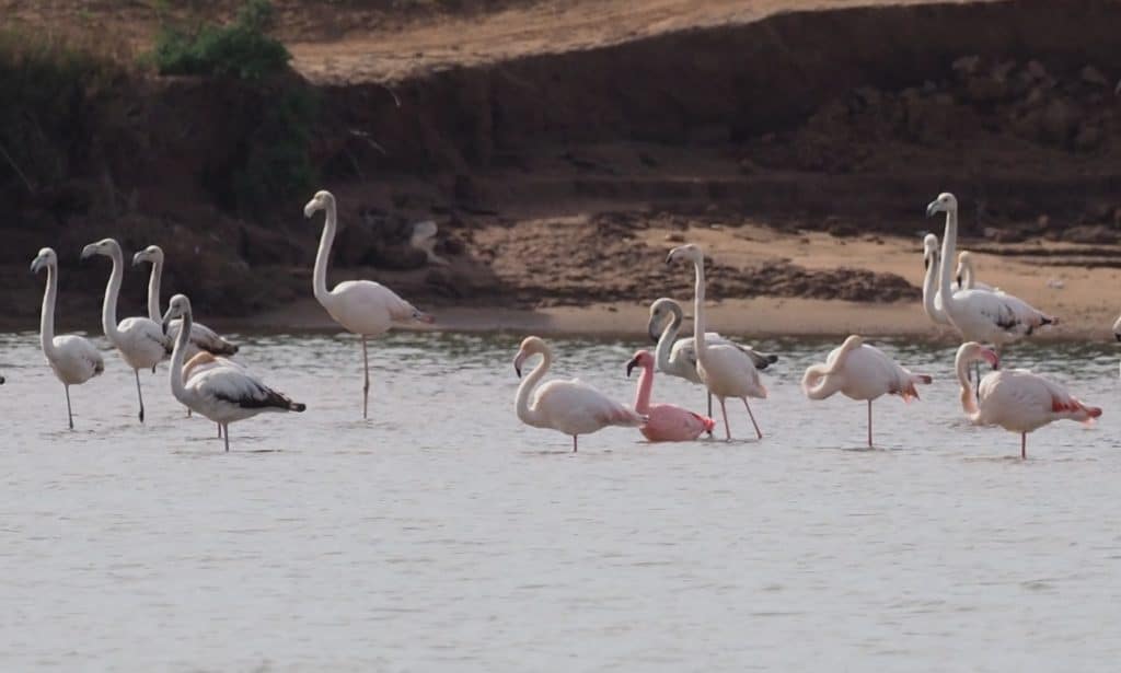 Lesser Flamingo / Flamant nain (Phoeniconaias minor), estuary of Oued Souss, Morocco, 1 Jan. 2019 (S. Werner).
