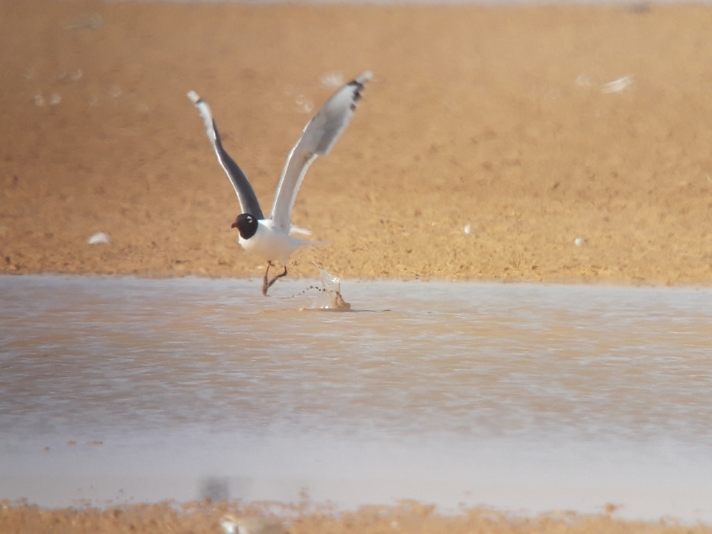 Franklin's Gull (Leucophaeus pipixcan), Merzouga Lake, Morocco, 8 April 2019 (Marc Illa).