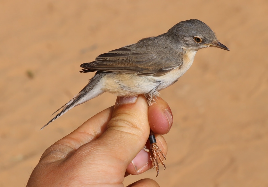 Moltoni’s Warbler (Sylvia subalpina), Merzouga, Morocco, 18 Apr. 2019 (Marc Illa).