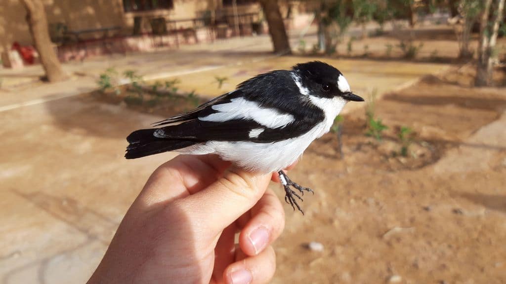 Presumed hybrid Collared X Pied Flycatcher (Ficedula albicollis X F. hypoleuca), Merzouga, Morocco, 10 April 2019 (Marc Illa).