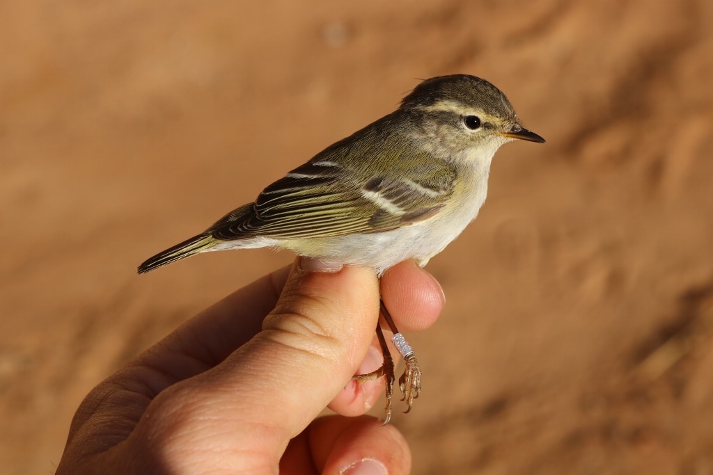 Yellow-browed Warbler / Pouillot à grands sourcils (Phylloscopus inornatus), Merzouga, Morocco, 13 April 2019 (Marc Illa).
