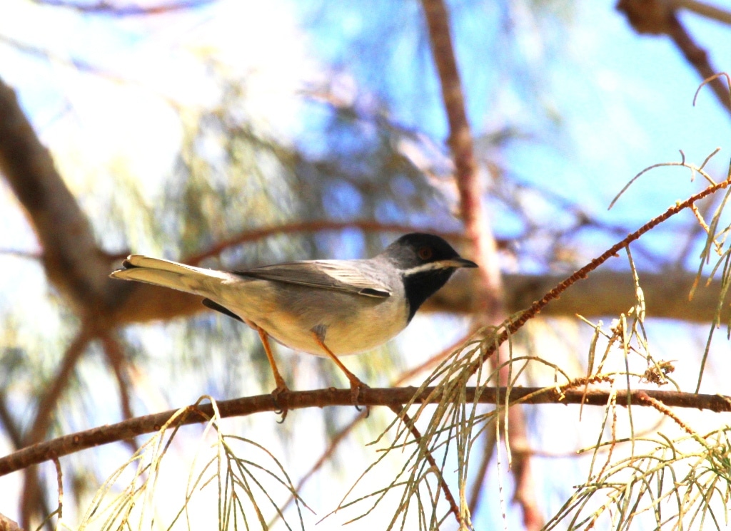 Rüppell's Warbler / Fauvette de Rüppell (Sylvia ruppeli), Djanet, south-east Algeria, 8 Dec. 2018 (K. Haddad & L. Afoutni)