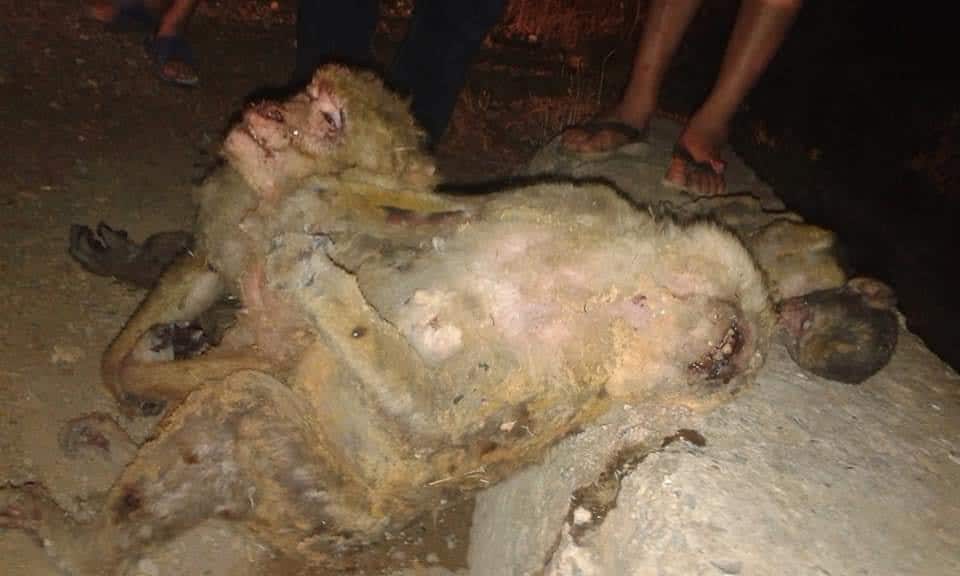 Barbary macaques perished in Kabylie wildfires (northern Algeria)