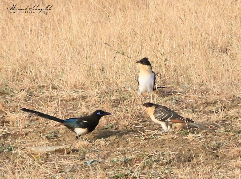 Great Spotted Cuckoo (Clamator glandarius) begging for food from its adoptive parent, the Maghreb Magpie (Pica mauritanica), north-east Algeria, July 2019 (Mourad Harzallah)