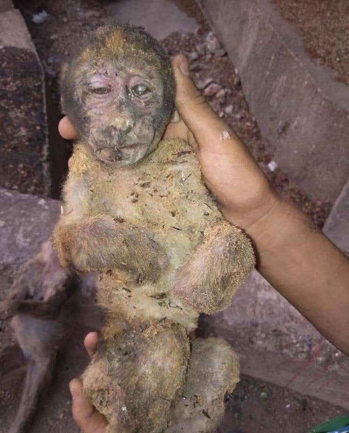 Young Barbary macaque perished in Kabylie wildfires (northern Algeria)