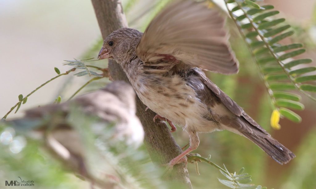 White-rumped Seedeater / Serin à croupion blanc (Crithagra leucopygia), Tamanrasset, southern Algeria, 25 Dec 2019 (Mourad Harzallah).