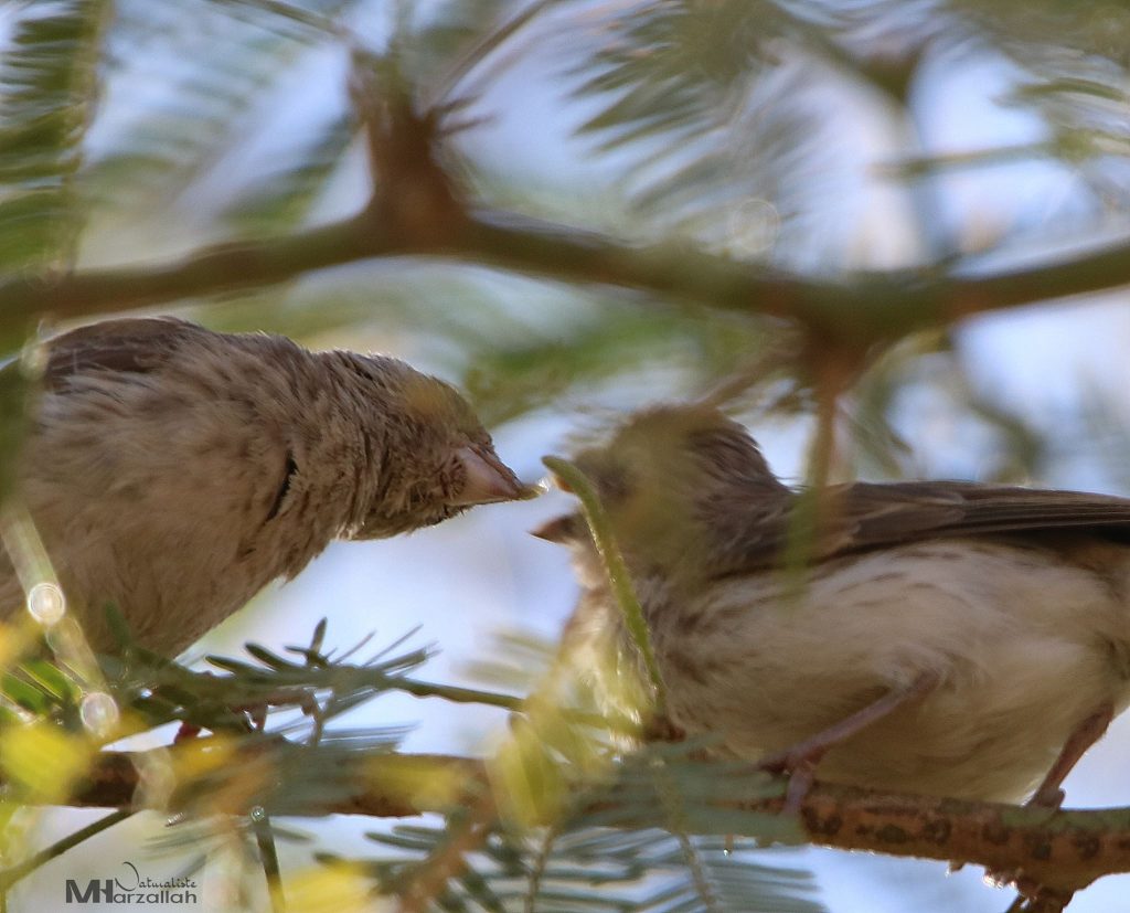 White-rumped Seedeater feeding young, Tamanrasset, southern Algeria, 25 Dec 2019 (Mourad Harzallah).