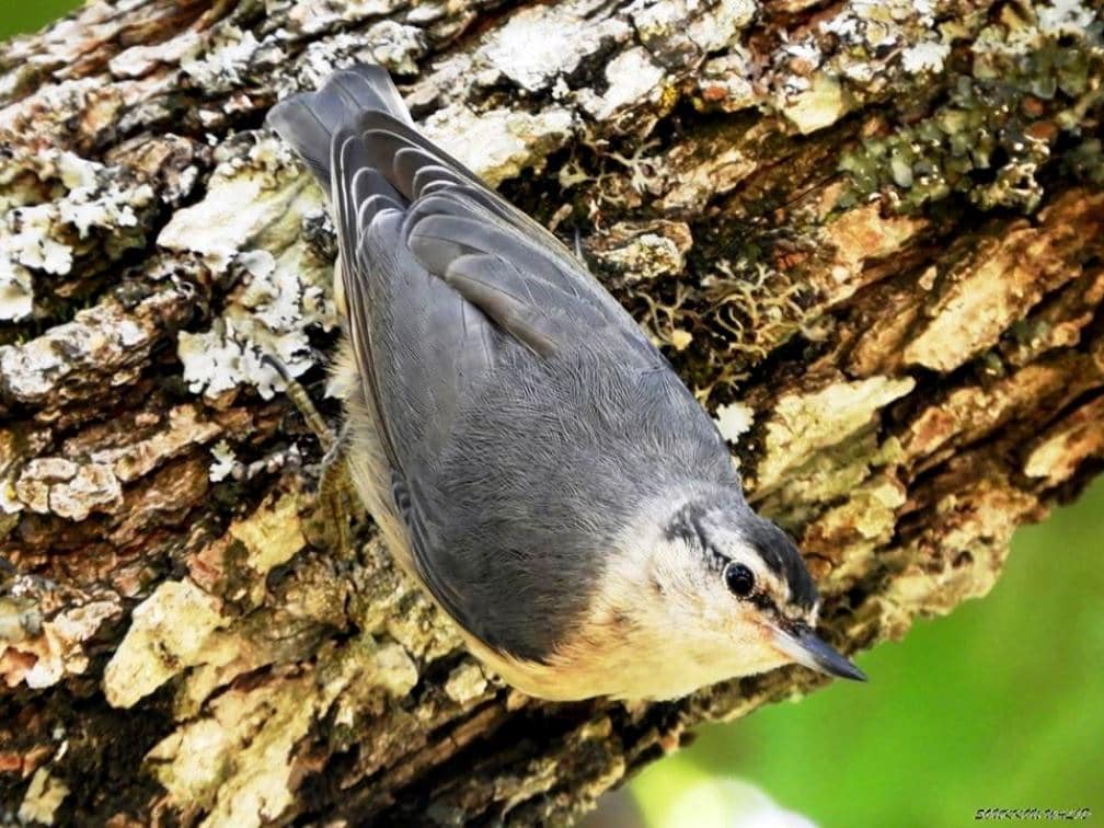 Algerian Nuthatch (Sitta ledanti), Bouafroun Forest, Djimla, Algeria, July 2019 (Walid Soukkou).