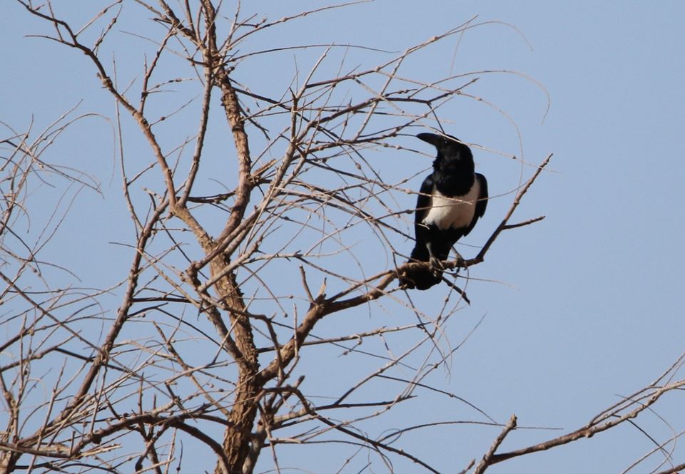 Pied Crow (Corvus albus), Erg Chegaga, Mhamid, eastern Sahara, Morocco, March 2020 (Brahim Bakass).
