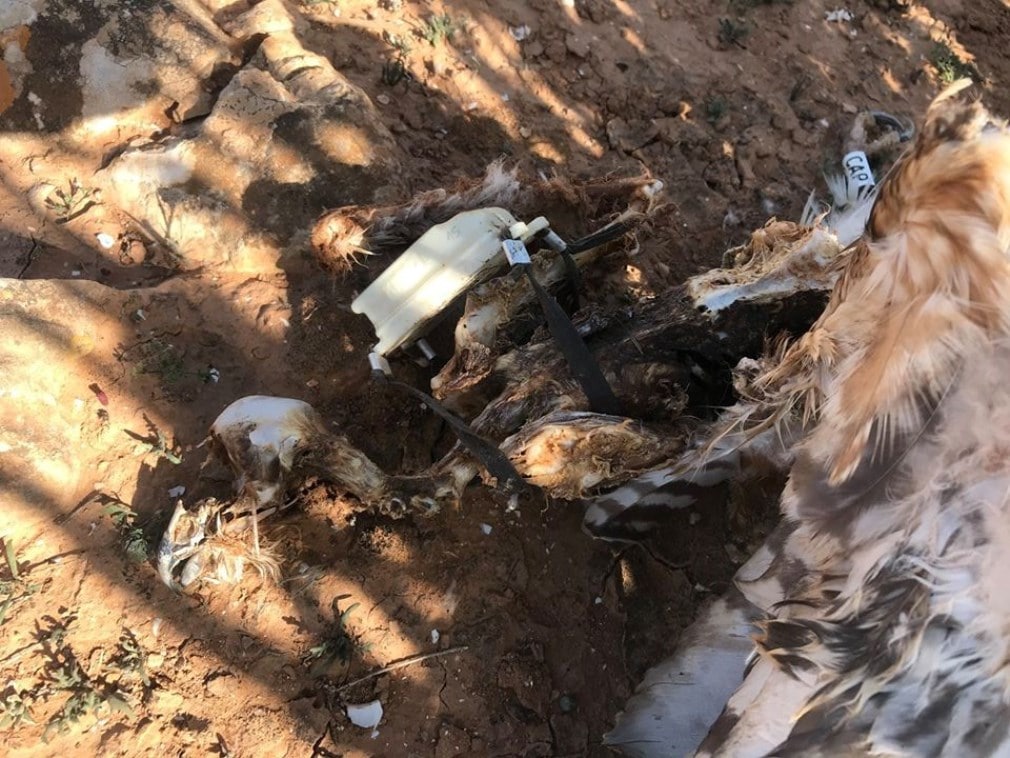 The carcass of Selja the Pallid Harrier (Circus macrourus), Guelmim region, Morocco (Ali Irizi)