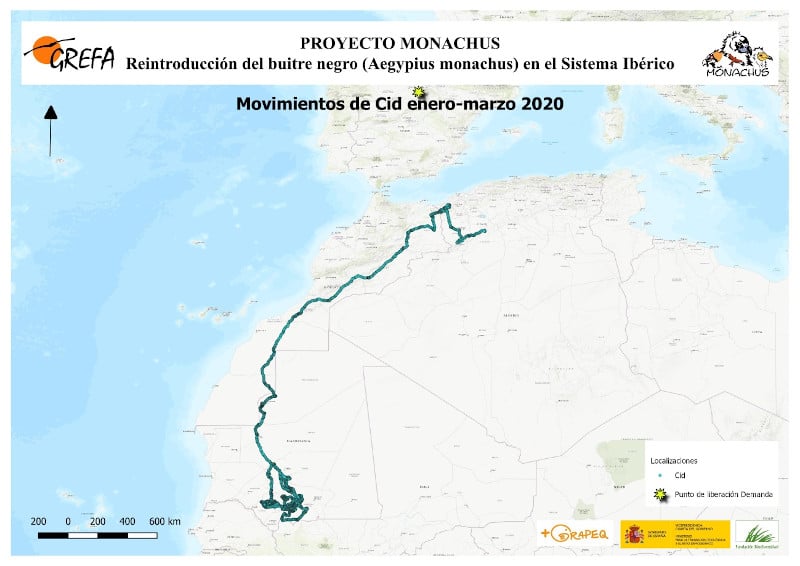 Cid’s movements during the winter in Mauritania, and northward migration to Northwest Africa (GREFA)