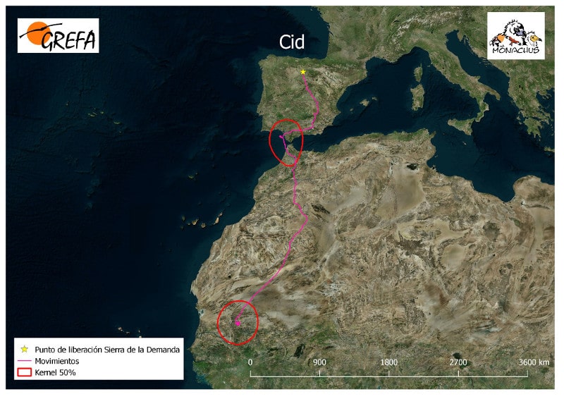 The southward migration of ‘Cid’ from northern Spain to Mauritania.