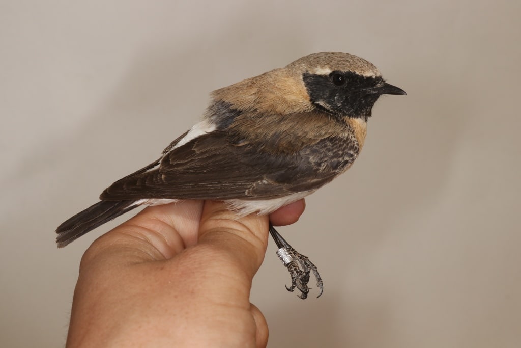 Eastern Black-eared Wheatear (Oenanthe melanoleuca) captured and ringed at Merzouga, south-east Morocco, 8 March 2020 (Marc Illa).