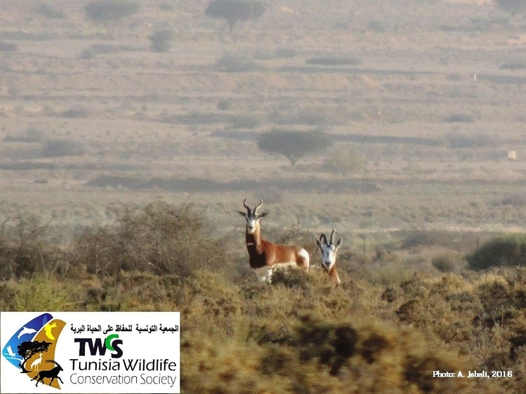 The last Mhorr Gazelles that survived in Tunisia before the final demise of the species in 2020 (Abdelkader Jebali, TWCS).