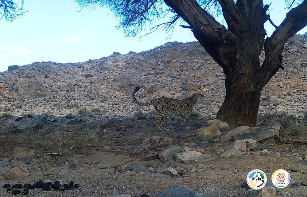 Saharan cheetah / Guépard saharien (Acinonyx jubatus hecki), Ahaggar Cultural Park, Algeria, March 2020 (ONPCA)