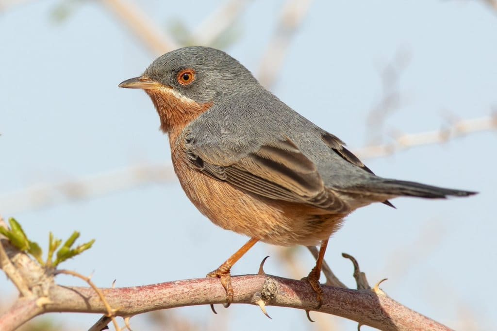 Western Subalpine Warbler (Sylvia iberiae) photographed in Morocco by Phil Gower.